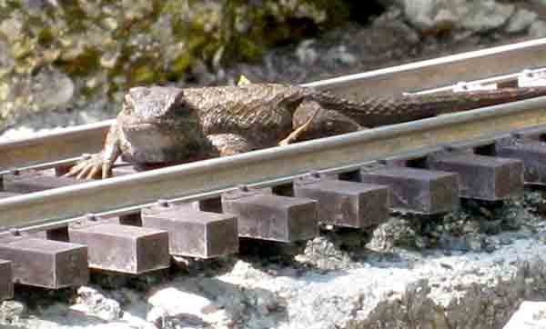 track on garden railway with lizard on top
