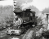 A small train moving through trees