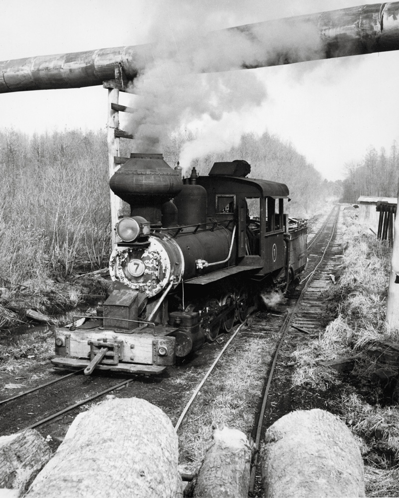 A small train moving through trees