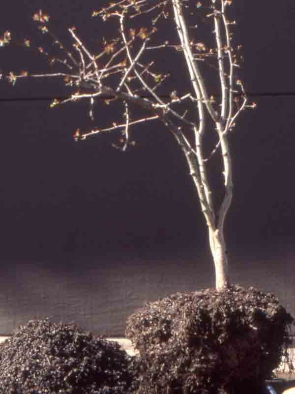 bonsai_pruning10