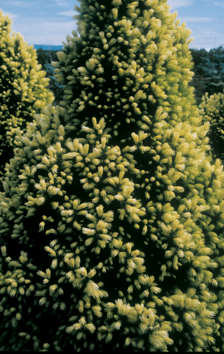 conifer with green outgrowth