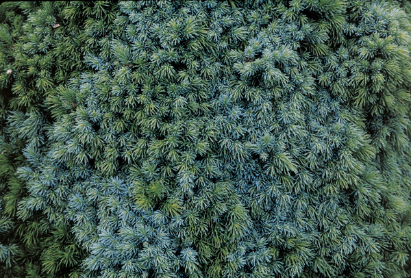 closeup of conifer with blue-ish outgrowth