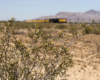 A picture of small yellow and white flowers with big boy passing by behind the flowers