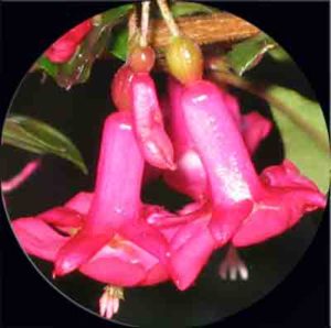 pink flower close up