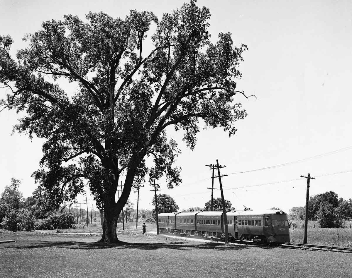 a passenger train by a field and a tree