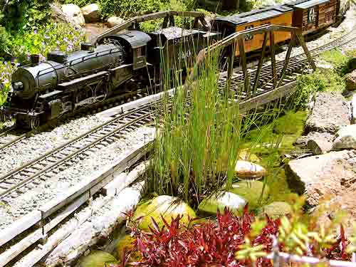 Dwarf cattail with black model steam engine on track: water plants for the garden railway