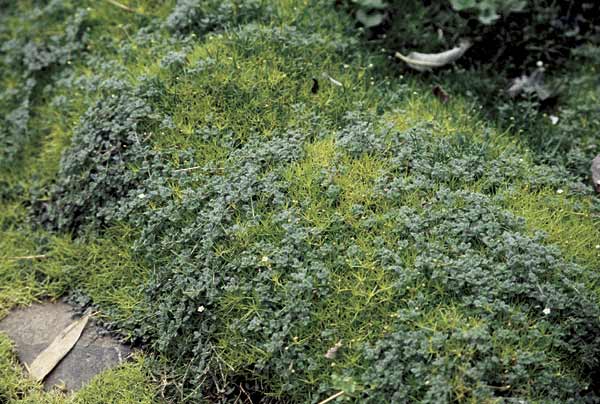 mound of green goundcover