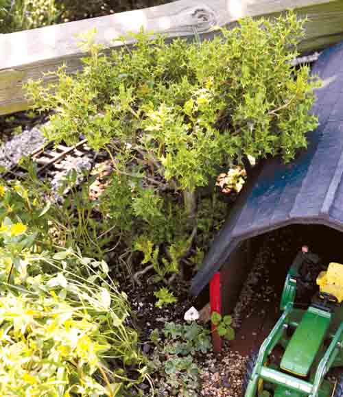 Mini English holly: Miniature trees for warmer climates