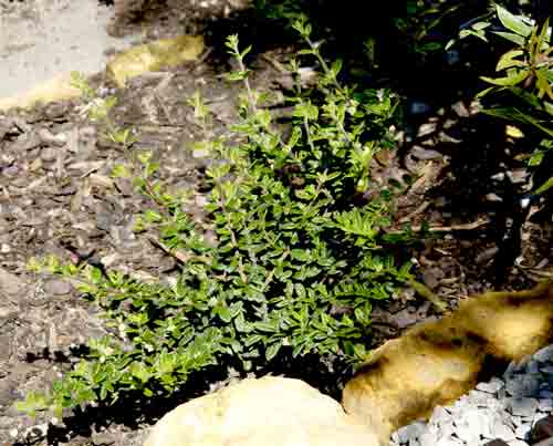moujean tea plant
