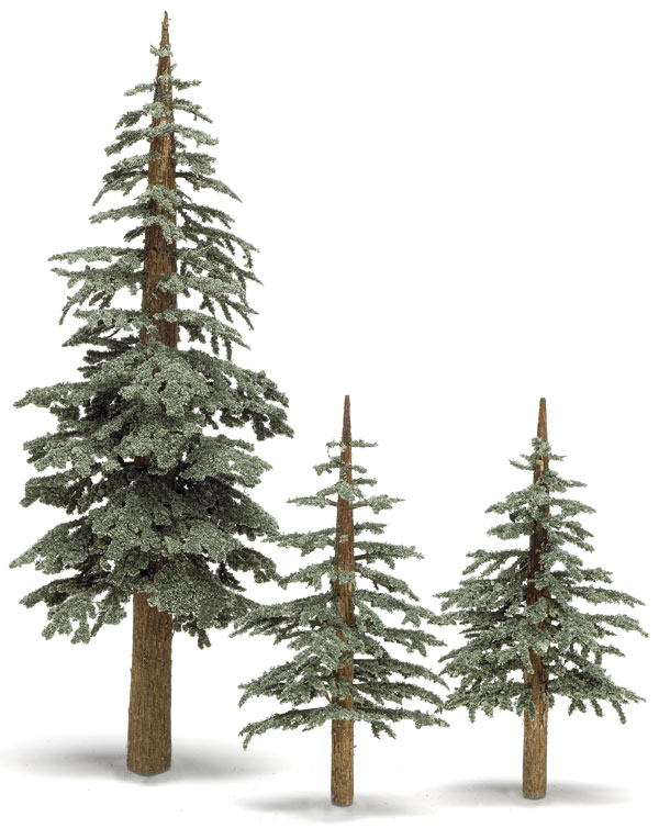 Lodgepole pine trees