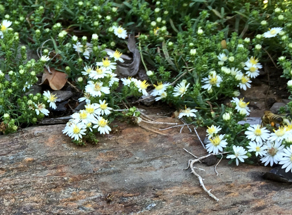 white aster flowers