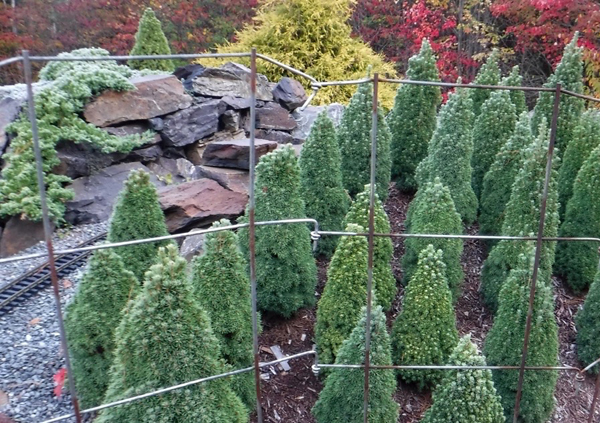 group of miniature conifer trees