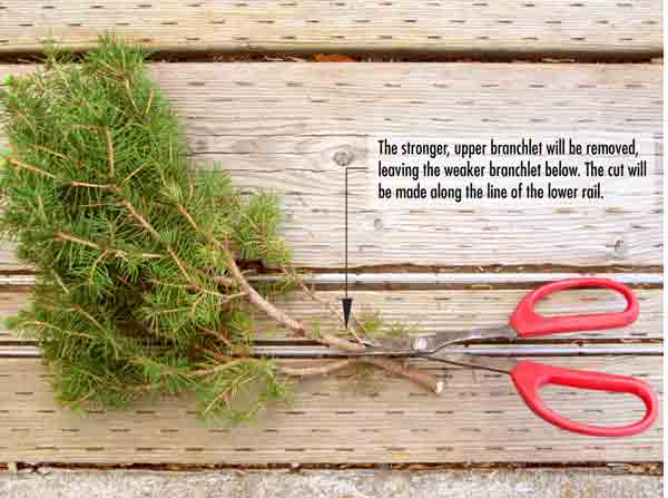 tree branch with scissors