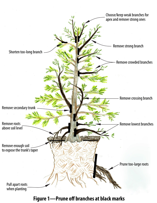 illustration of pruning a tree