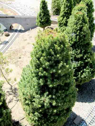Tree with top pruned off