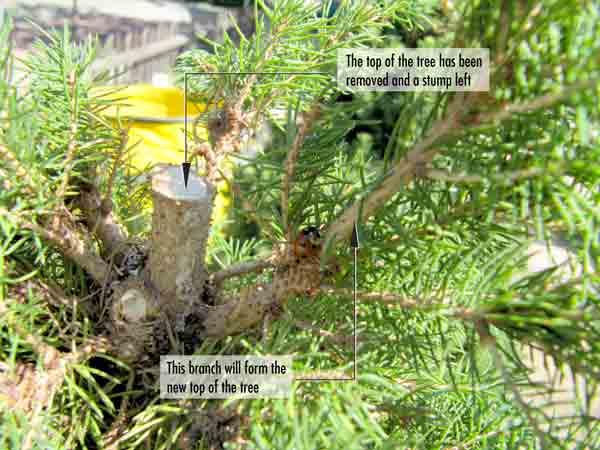 tree with branches cut off