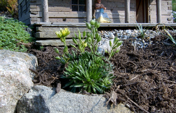 clump of flowers on garden railway