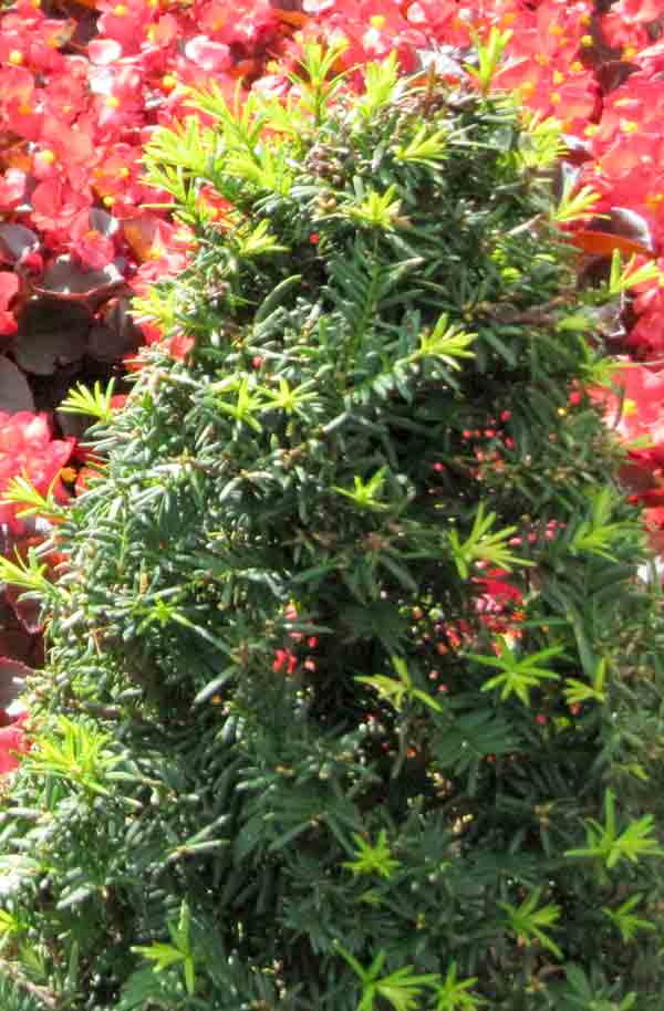 tree in front of begonias