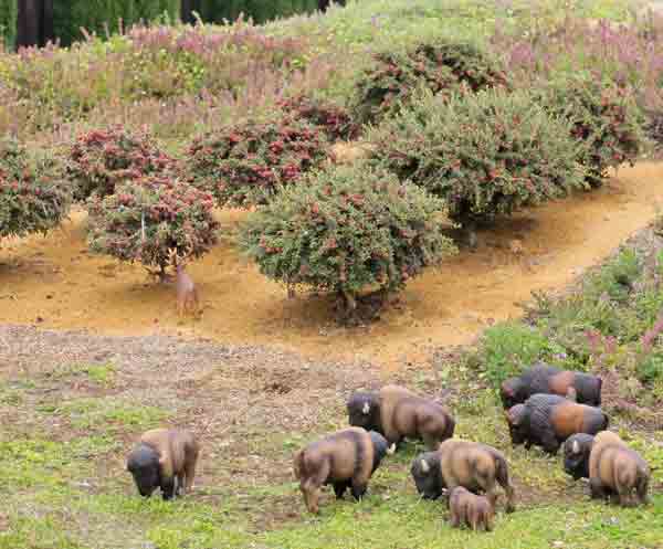 trees with model buffalo nearby