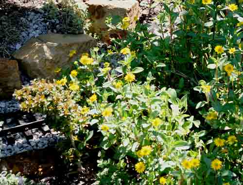 golden Aztec creeping zinnia