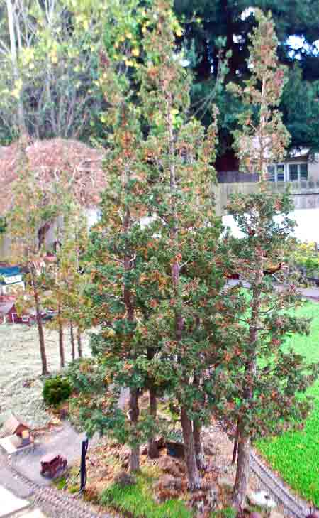white_cedar