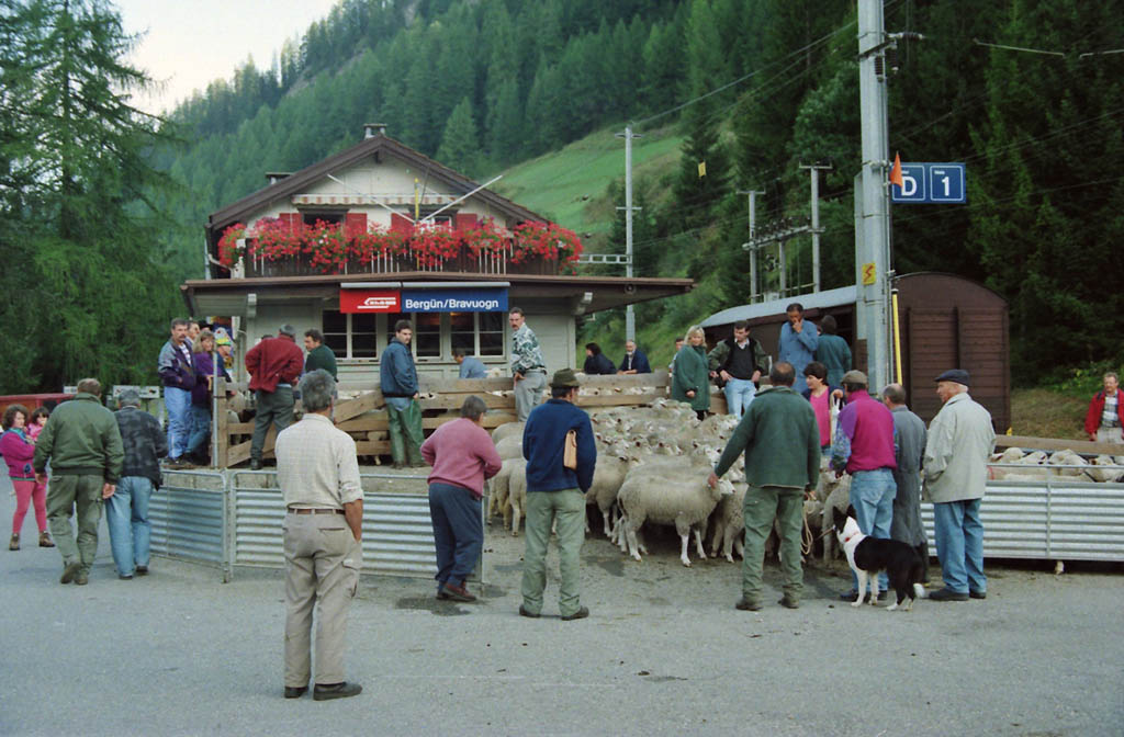 A crowd of people surround a herd of sheep at a makeshift enclosure next to a train station.