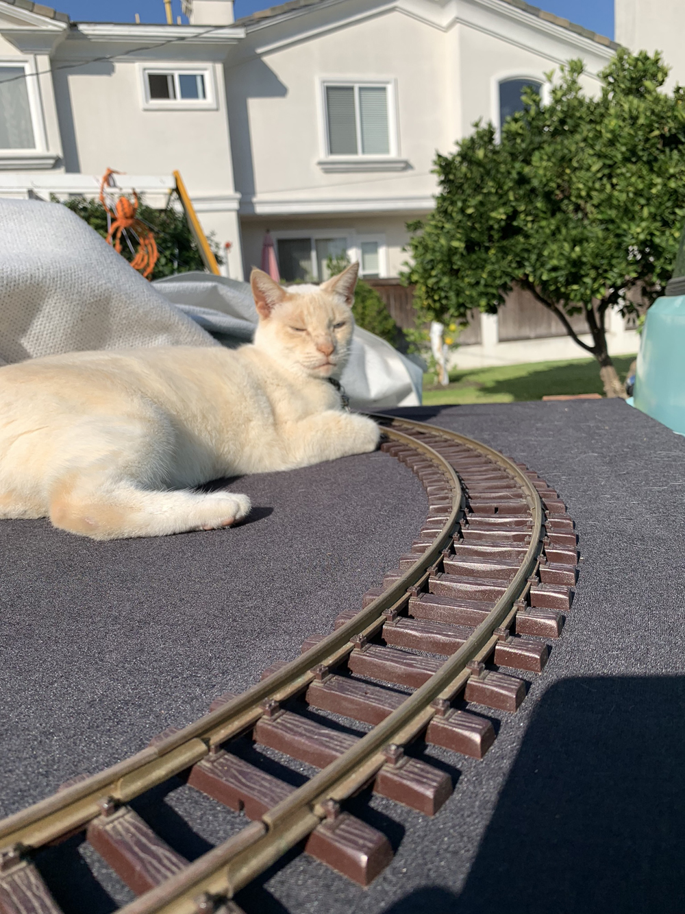Cat next to a large-scale display