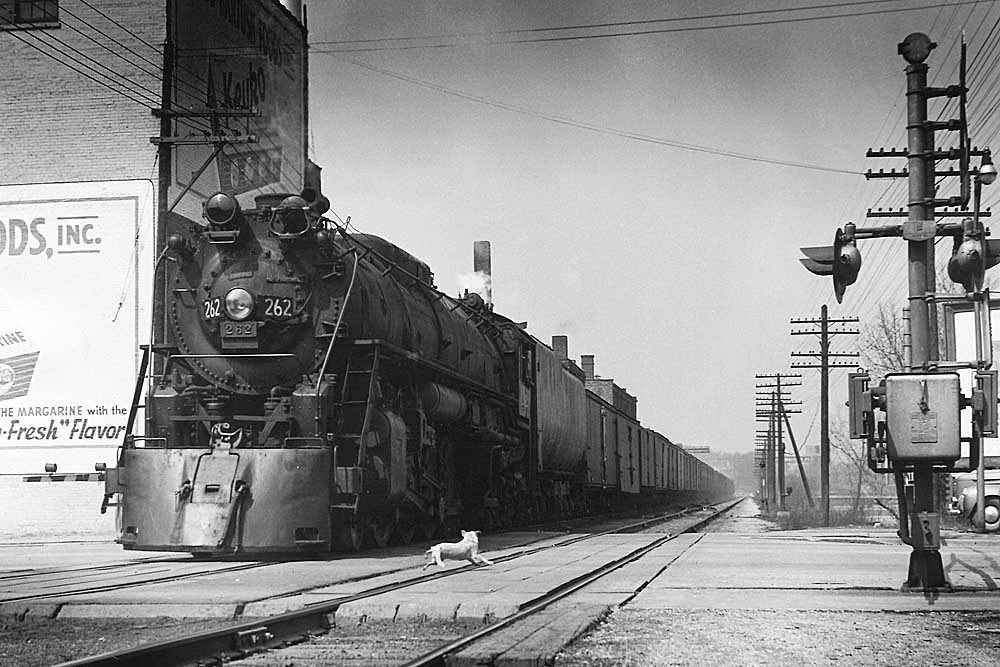 Small white dog looks at approaching steam locomotive.