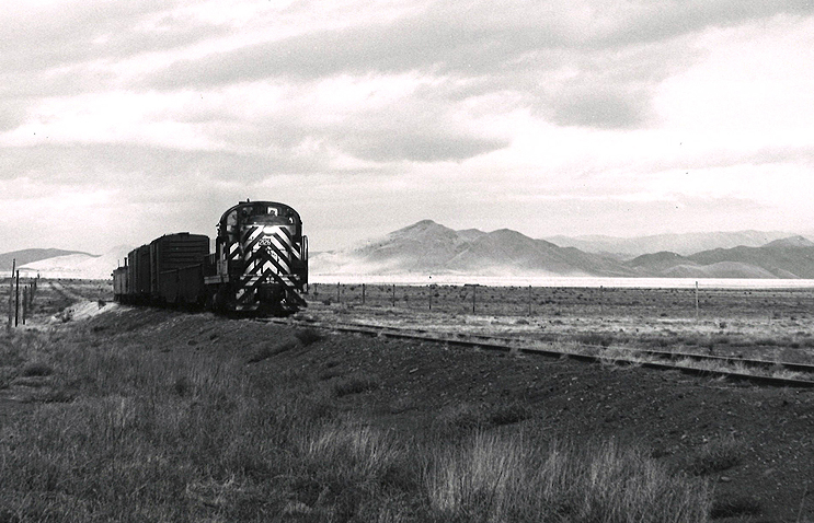 Black and white stripped locomotive moves along a grassed in track with freight train.
