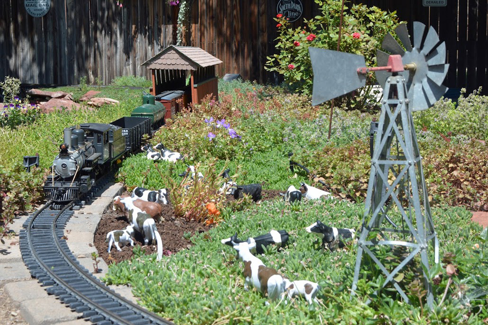 Model steam train approaches curve with cows and windmill nearby