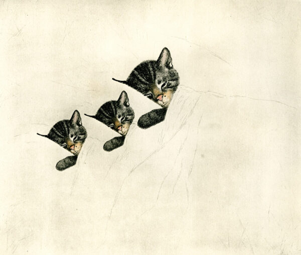 Chessie the railroad kitten