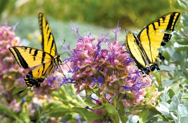 How to naturally repel bugs and insects in the railway garden