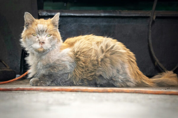Meet Dirt the Cat: Nevada Northern Railway’s rail cat