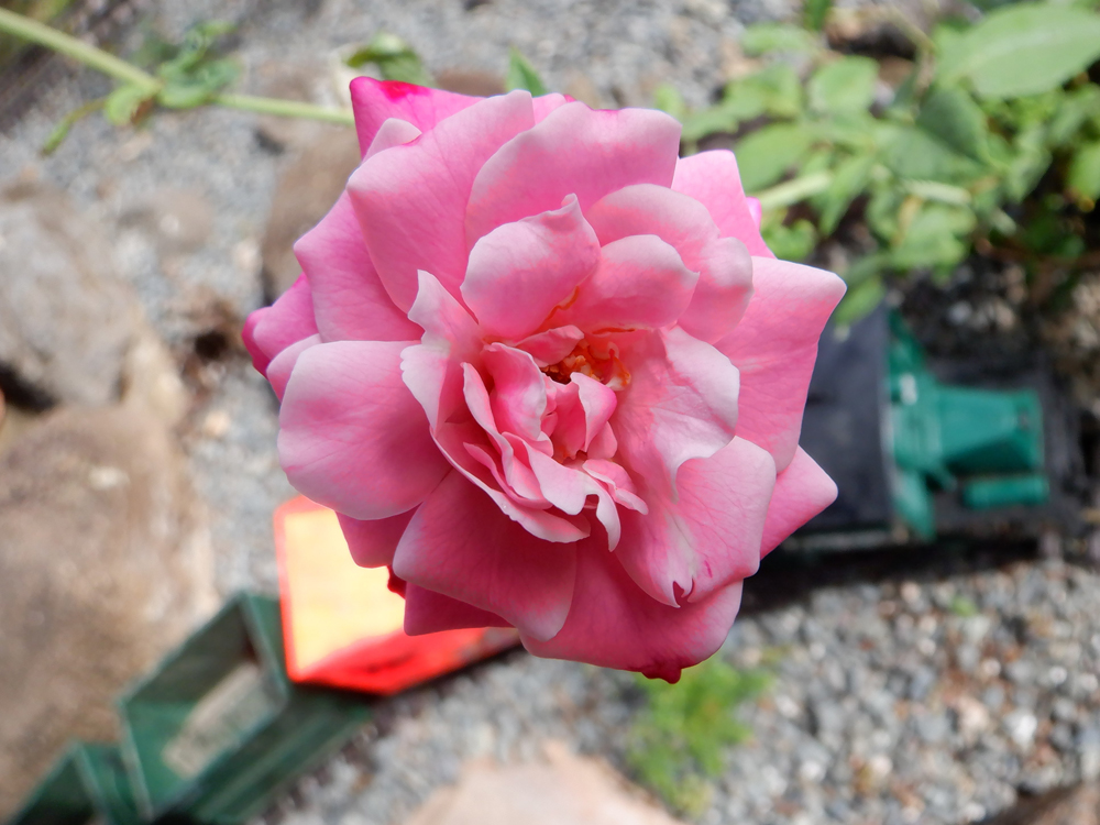 pink rose over a garden railway