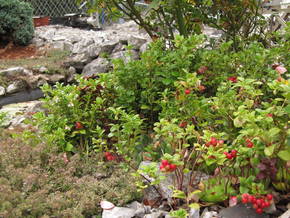 plant with red berries on garden railway