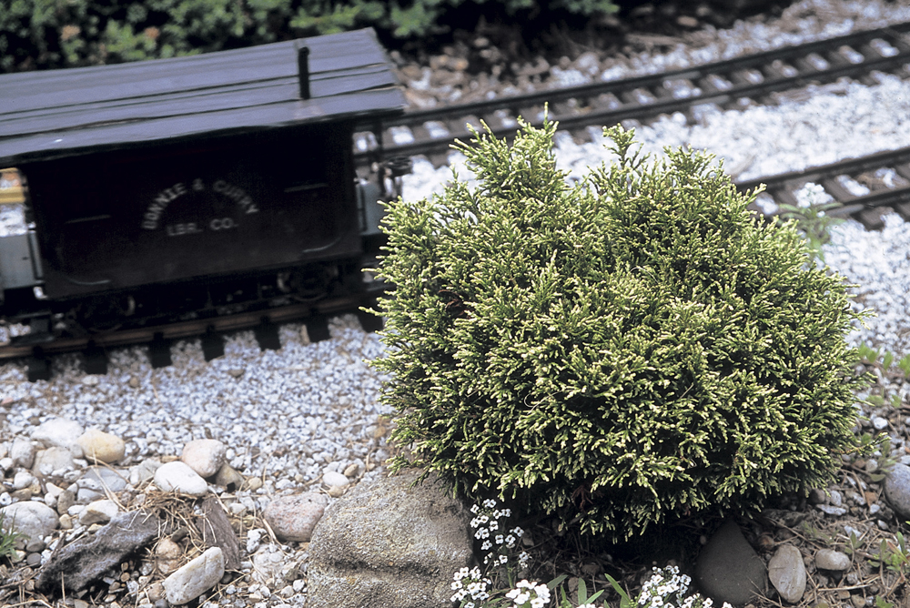 White Pygmy cypress: small evergreen tree on garden railroad