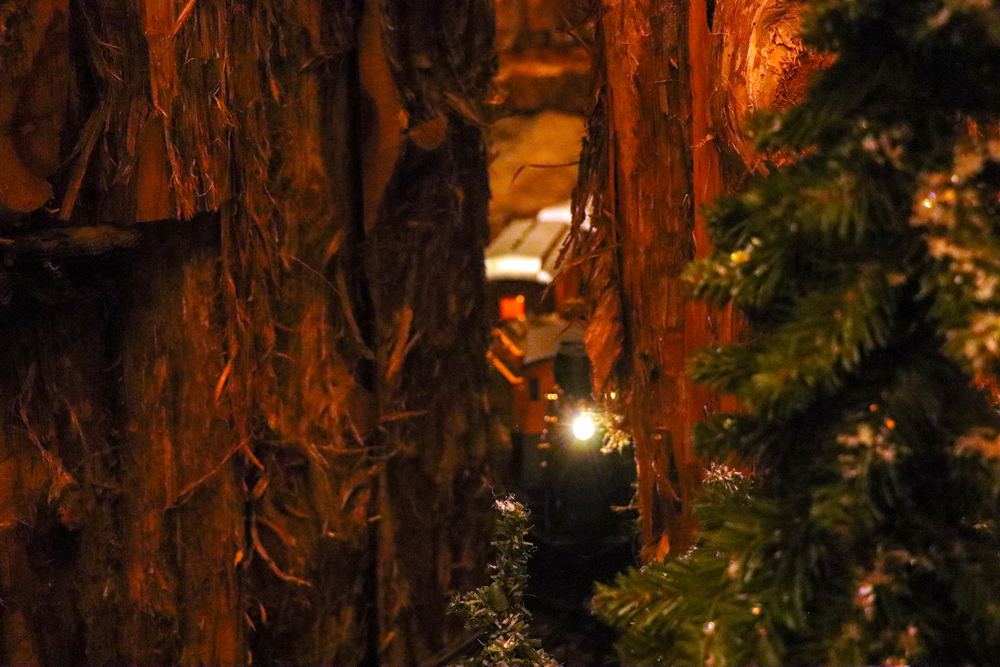 A train's headlight shines in between two trees