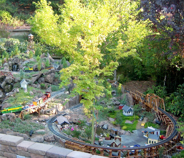 Coral bark Japanese maple