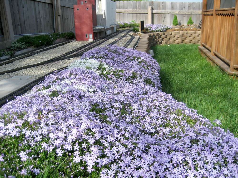  low growing plant with lavender flowers