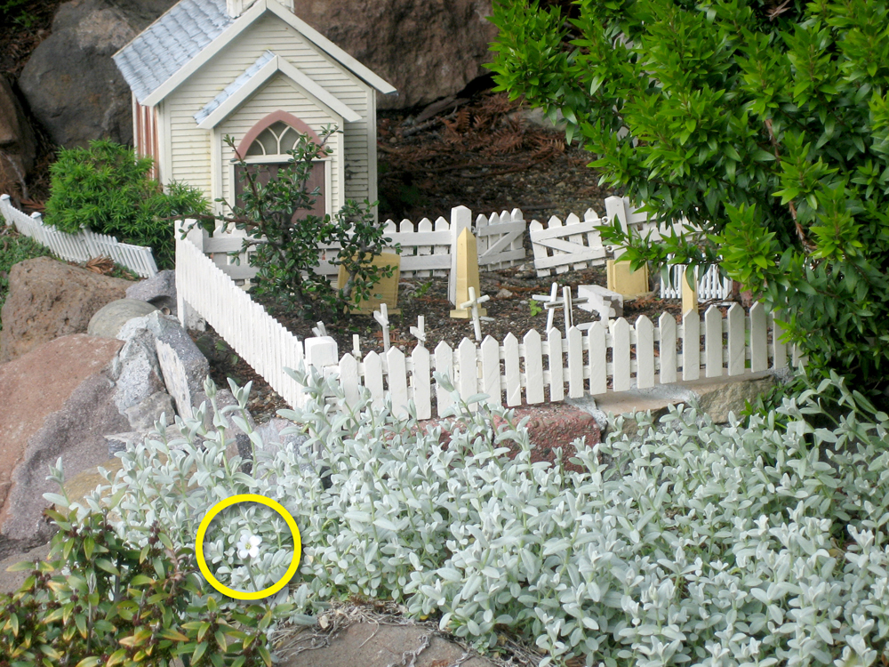 white model house and picket fence with whitish-green groundcover plant growing in front of it