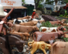model cows and with people on horseback