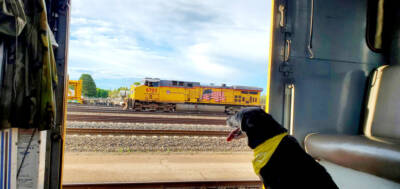 Railfanning with dogs 101