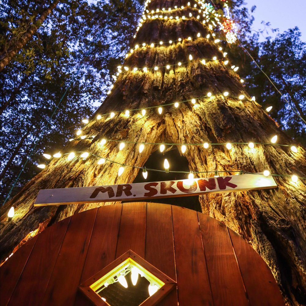 Christmas tree lit up
