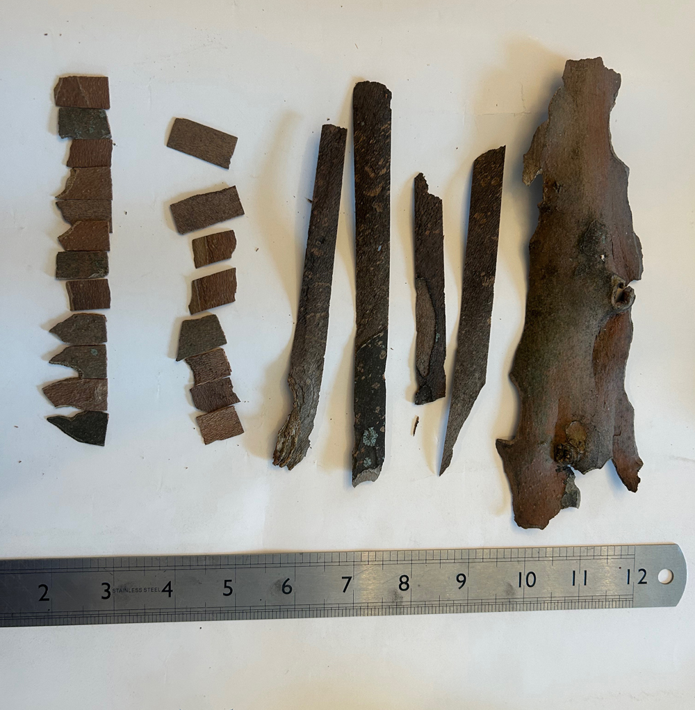 pieces of bark next to a metal ruler