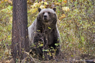BNSF plan to address Montana grizzly bear deaths is approved