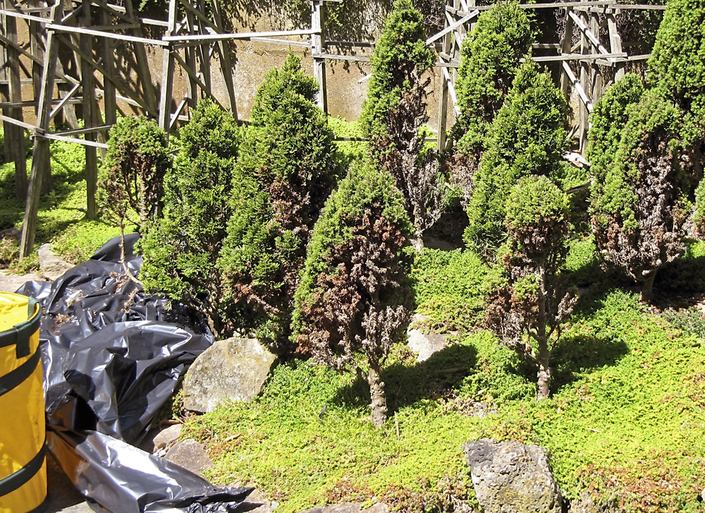trees on garden railway with one side dead branches