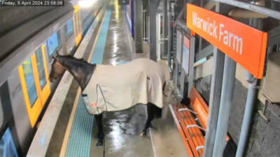 Startled passengers share train platform with horse in Australia