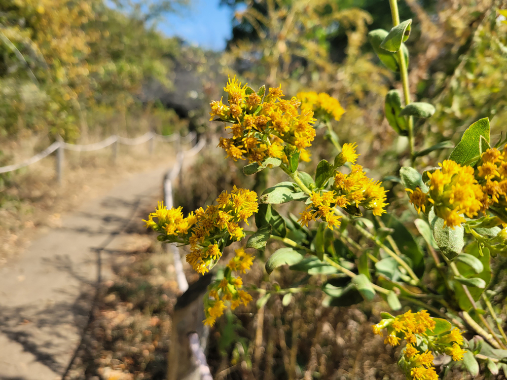 A close-up color photograph of a goldenrod bush