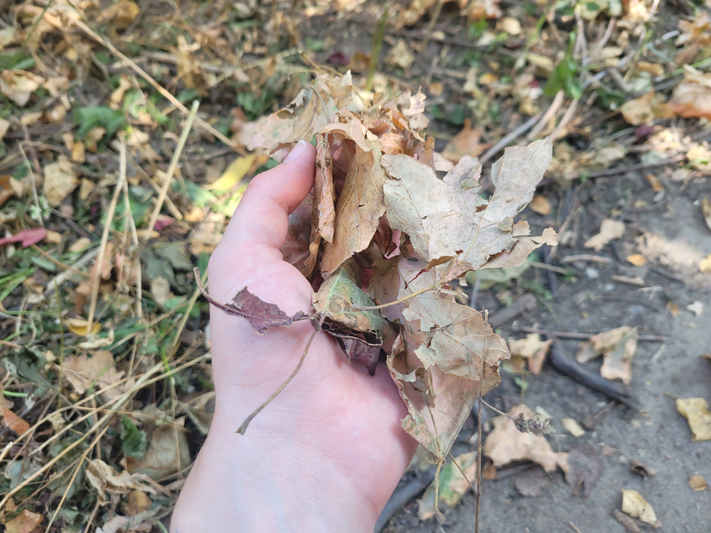 A hand holds a handful of fallen leaves