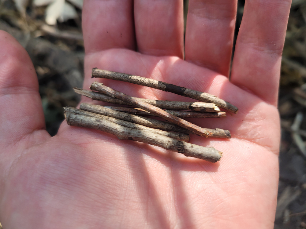 A hand holding a collection of equal length twigs
